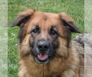 English Shepherd Dogs for adoption in Huntley, IL, USA