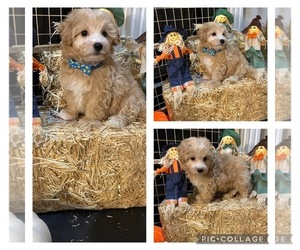 Poovanese Puppy for sale in COLUMBUS, GA, USA
