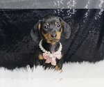 Small Photo #2 Dachshund Puppy For Sale in WARSAW, IN, USA