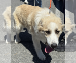 Small #3 Great Pyrenees Mix