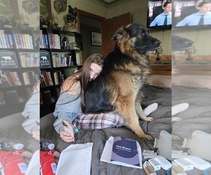 Father of the German Shepherd Dog puppies born on 12/10/2025