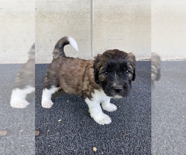 Medium Photo #4 Saint Berdoodle Puppy For Sale in ELK RIVER, MN, USA