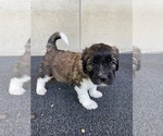 Small #3 Saint Berdoodle