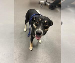 Australian Kelpie-Unknown Mix Dogs for adoption in Corpus Christi, TX, USA