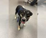 Small Australian Kelpie Mix