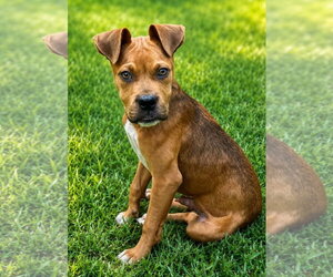 Boxer-Unknown Mix Dogs for adoption in Hillsboro, NH, USA