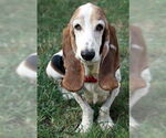 Small #10 Basset Hound