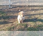 Small Photo #8 Golden Retriever Puppy For Sale in SINGERS GLEN, VA, USA