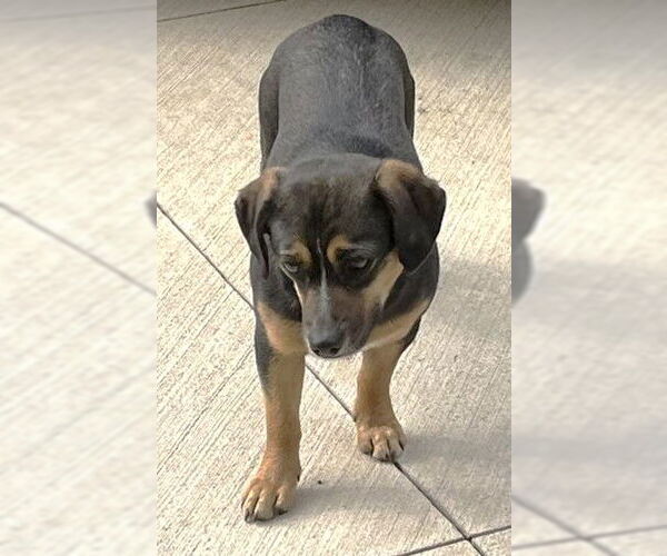 Medium Photo #2 Beagle-Unknown Mix Puppy For Sale in Rockaway, NJ, USA