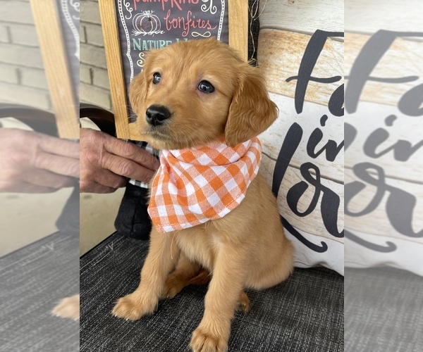 Medium Photo #3 Golden Retriever Puppy For Sale in CENTRAL CITY, KY, USA