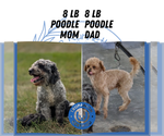 Small #11 Poodle (Miniature)