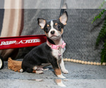 Small Photo #1 Chihuahua Puppy For Sale in DELTA, PA, USA