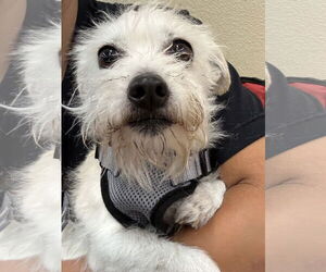 Mutt Dogs for adoption in Victorville, CA, USA