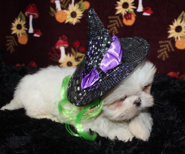 Medium Photo #2 Shih Tzu Puppy For Sale in PITTSFIELD, NH, USA