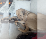 Small #15 Labrador Retriever Mix