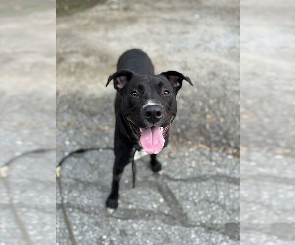 Medium Photo #11 American Pit Bull Terrier-Labrador Retriever Mix Puppy For Sale in Brewster, NY, USA