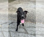Small #10 American Pit Bull Terrier-Labrador Retriever Mix