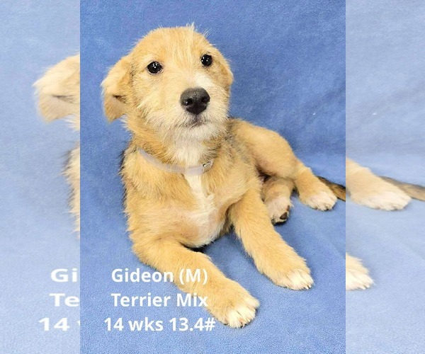 Medium Photo #1 Mutt Puppy For Sale in pomfret, CT, USA