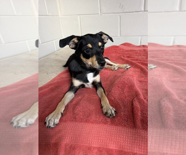Medium Photo #4 Chihuahua-Unknown Mix Puppy For Sale in San Leon, TX, USA