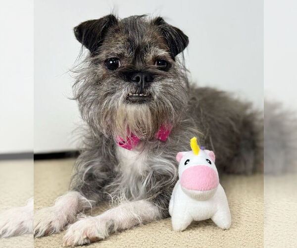Medium Photo #3 Brussels Griffon Puppy For Sale in Bon Carbo, CO, USA