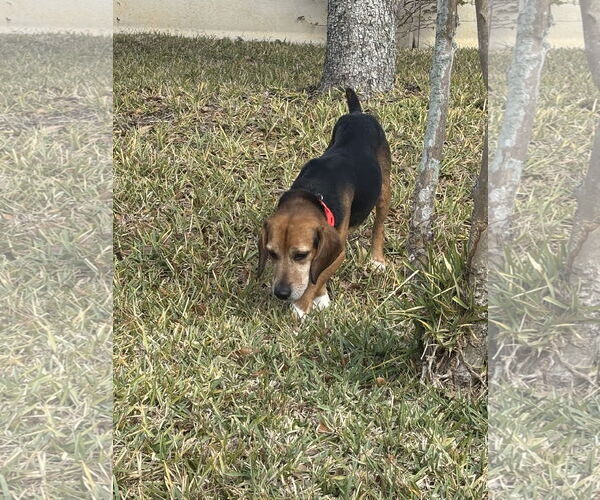 Medium Photo #6 Beagle Puppy For Sale in Tampa, FL, USA