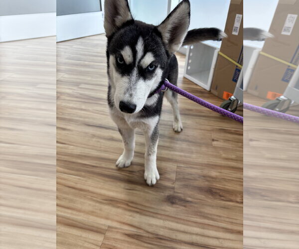 Medium Photo #1 Siberian Husky Puppy For Sale in Rowlett, TX, USA