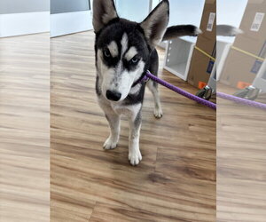 Siberian Husky Dogs for adoption in Rowlett, TX, USA