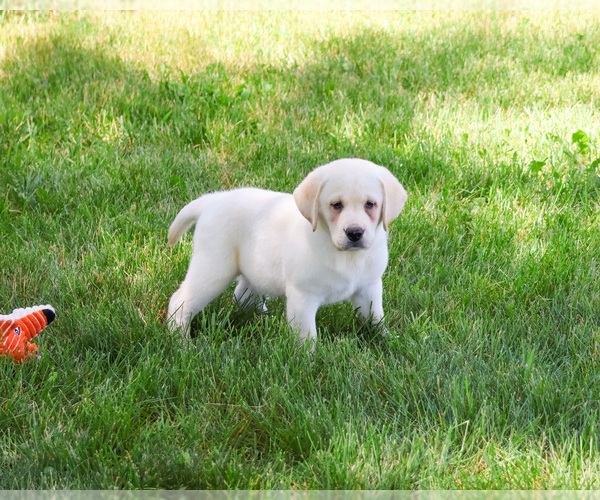 Medium Photo #3 Labrador Retriever Puppy For Sale in SYRACUSE, IN, USA