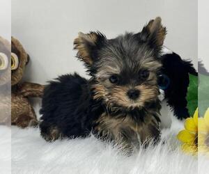Yorkshire Terrier Puppy for sale in MIAMI, FL, USA