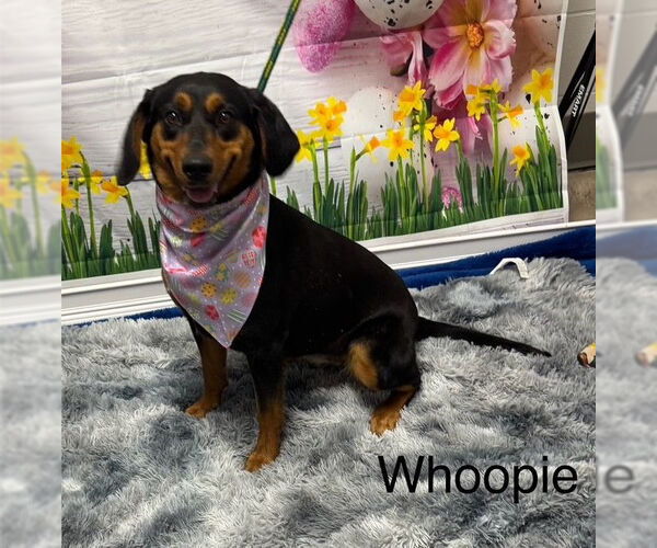 Medium Photo #2 Mutt Puppy For Sale in Cottageville, WV, USA