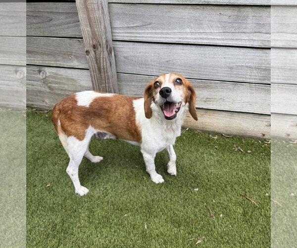 Medium Photo #7 Beagle Puppy For Sale in Arlington, VA, USA