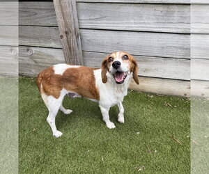 Harley - Female Beagle Dog for Adoption - Photo #7