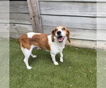 Small #6 Beagle