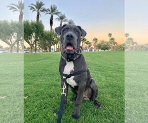 Leo - Male Neapolitan Mastiff Dog for Adoption - Photo #4