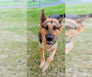 German Shepherd Dog-Unknown Mix Dogs for adoption in Texas City, TX, USA