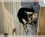 Small #6 German Shepherd Dog-Huskies  Mix