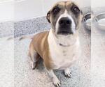 Small #2 Boxer-German Shepherd Dog Mix