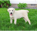 Small #7 Labrador Retriever