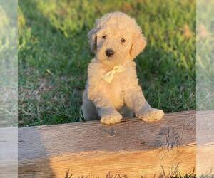 Goldendoodle-Poodle (Standard) Mix Puppy for sale in HANFORD, CA, USA