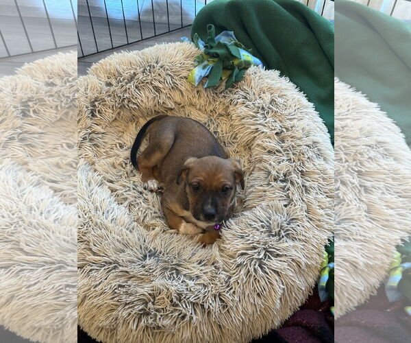 Medium Photo #1 Mutt Puppy For Sale in Holly Springs, NC, USA