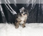 Puppy Ian AKC Poodle (Miniature)