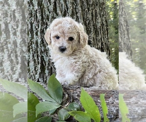Poochon Puppy for sale in PRINCETON, KY, USA