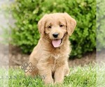 Small #2 Miniature Labradoodle