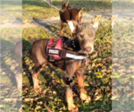 Small Photo #10 Doberman Pinscher Puppy For Sale in MOUNT OLIVE, NC, USA