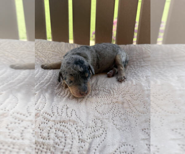 Medium Photo #14 Bernedoodle Puppy For Sale in CASTLE ROCK, CO, USA