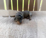 Puppy Achilles Bernedoodle