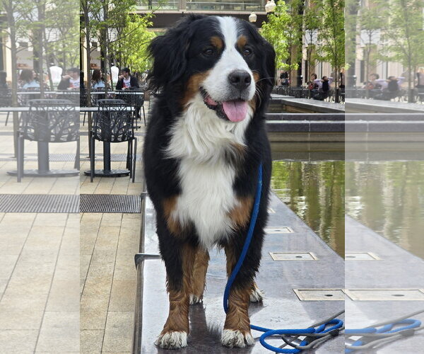 Medium Photo #5 Bernese Mountain Dog Puppy For Sale in Sandy, UT, USA