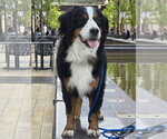Small #4 Bernese Mountain Dog