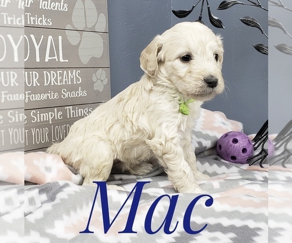 Medium Photo #43 Goldendoodle Puppy For Sale in CEDAR GAP, MO, USA