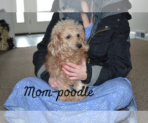 Mother of the Cavapoo puppies born on 06/18/2023